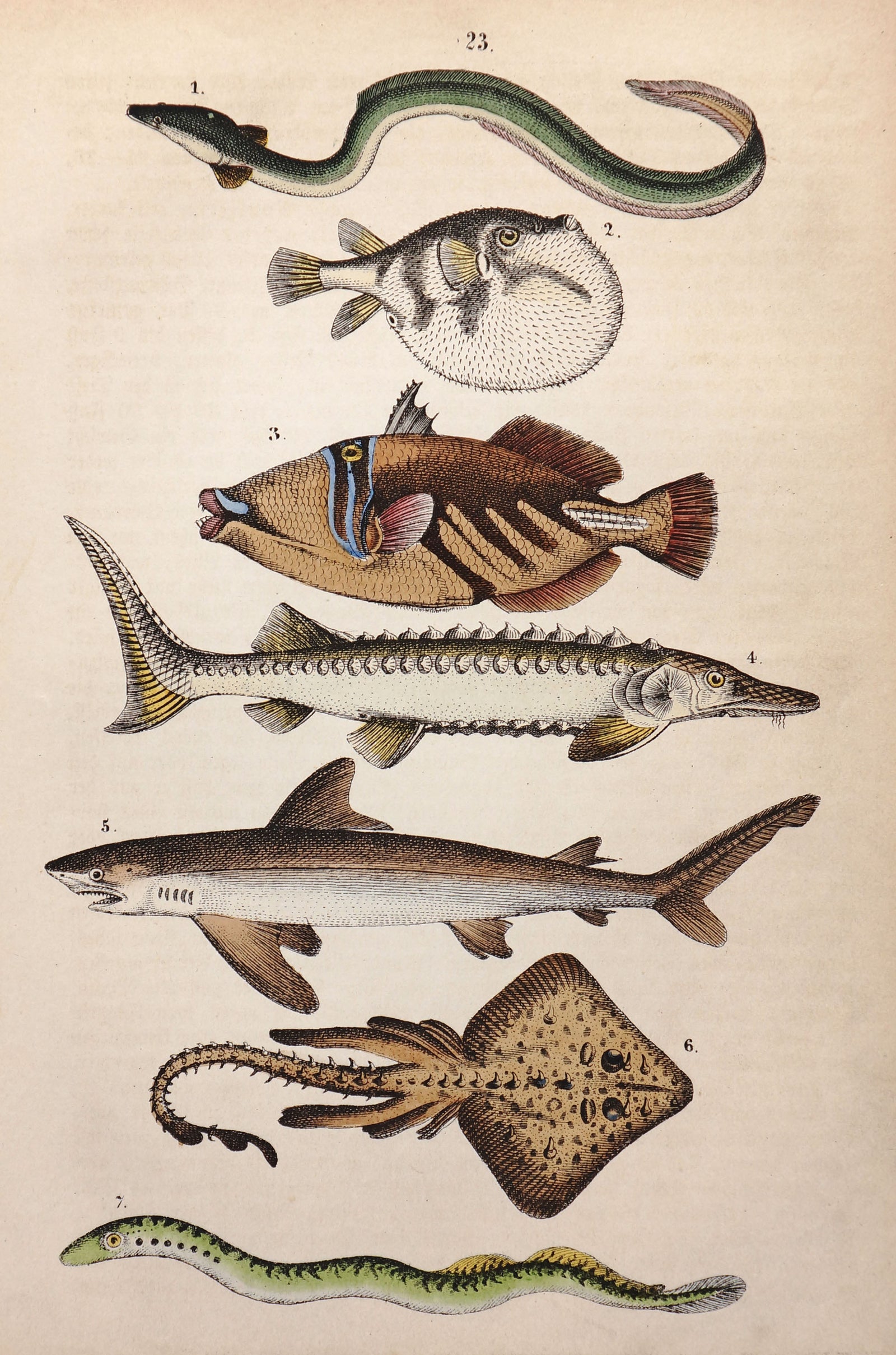 Shark, Sturgeon & Puffer fish Hand Colored Engraving - Authentic Vintage Antique Print