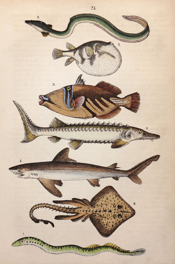 Shark, Sturgeon & Puffer fish Hand Colored Engraving - Authentic Vintage Antique Print