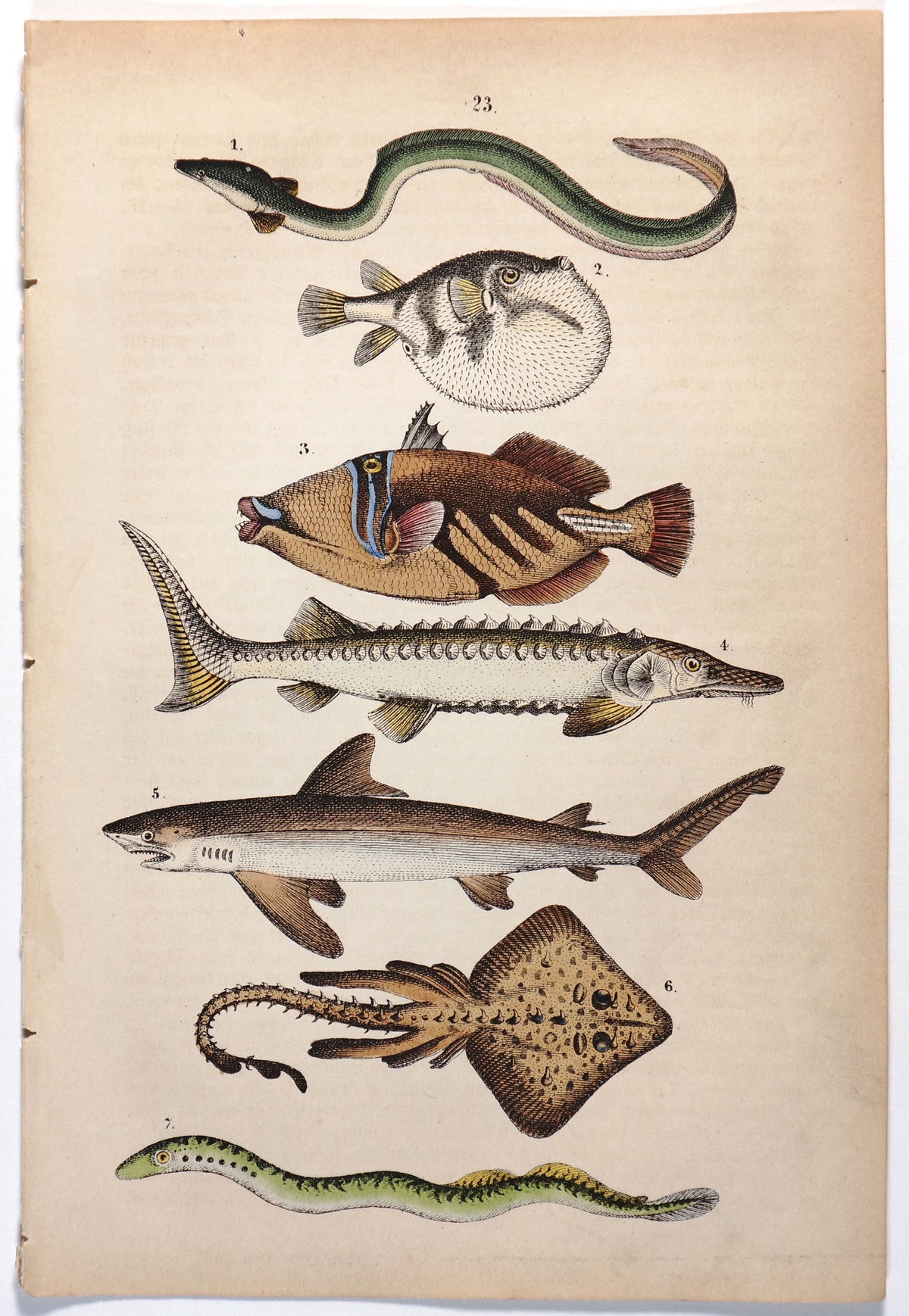 Shark, Sturgeon &amp; Puffer fish Hand Colored Engraving - Authentic Vintage Antique Print