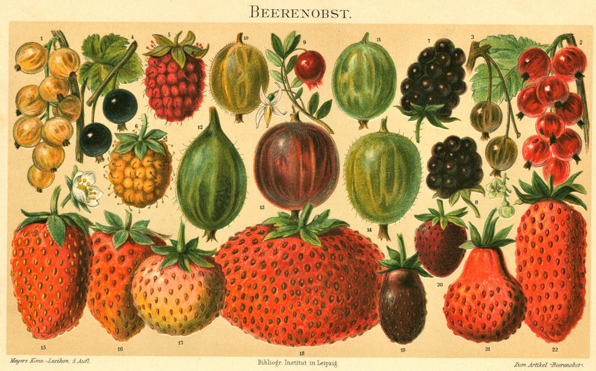 Strawberry, Gooseberry, Currants, Antique Chromolithograph - Authentic Vintage Antique Print