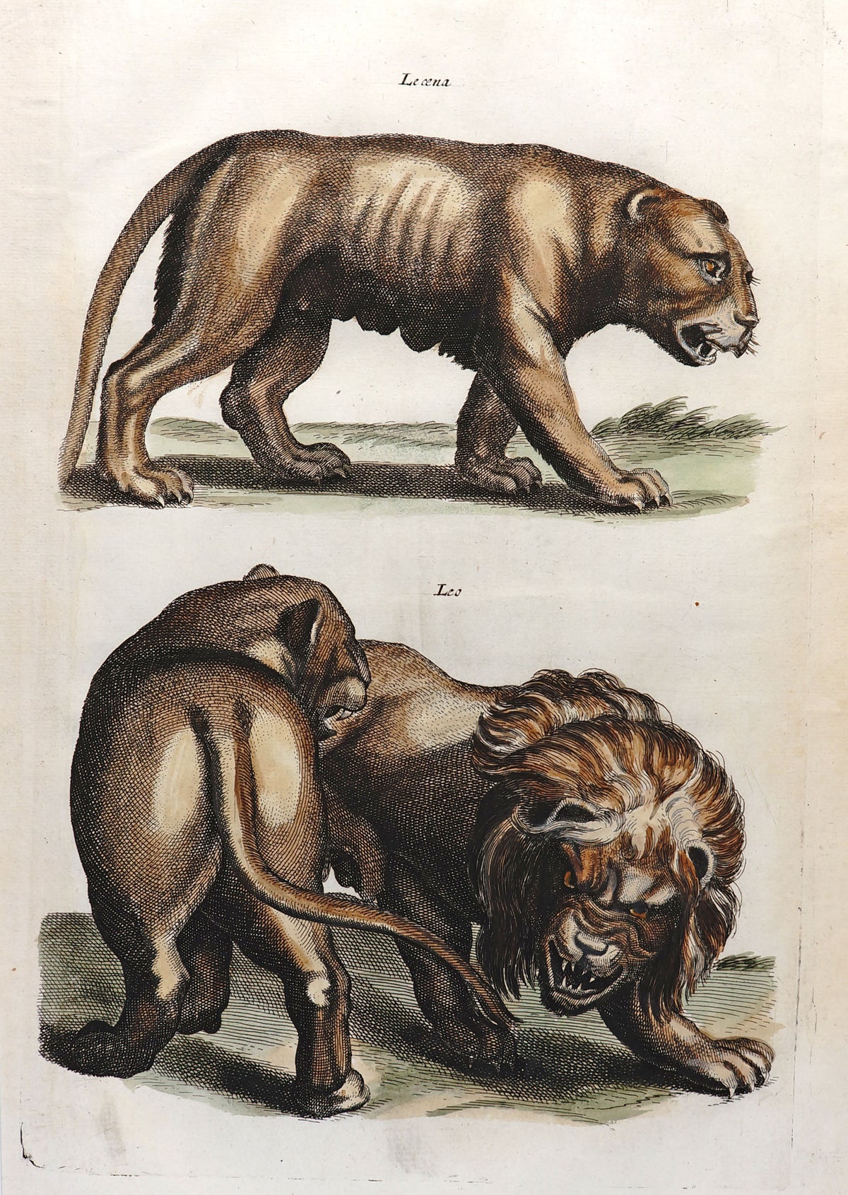 Matthäus Merian, Lion &amp; Tiger- Hand Colored Engraving - Authentic Vintage Antique Print