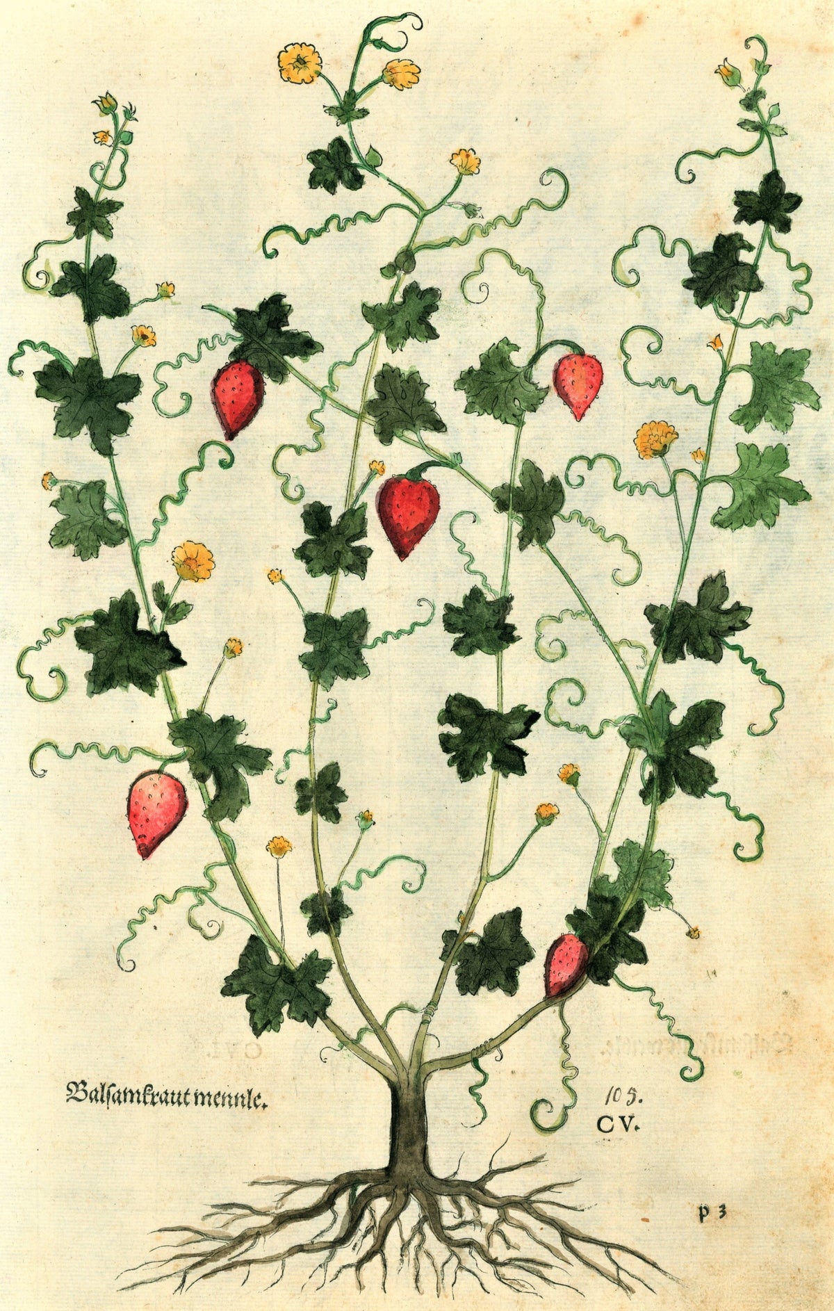 Calamint &amp; Balsam Apple Plants - Antique Print - Authentic Vintage Antique Print