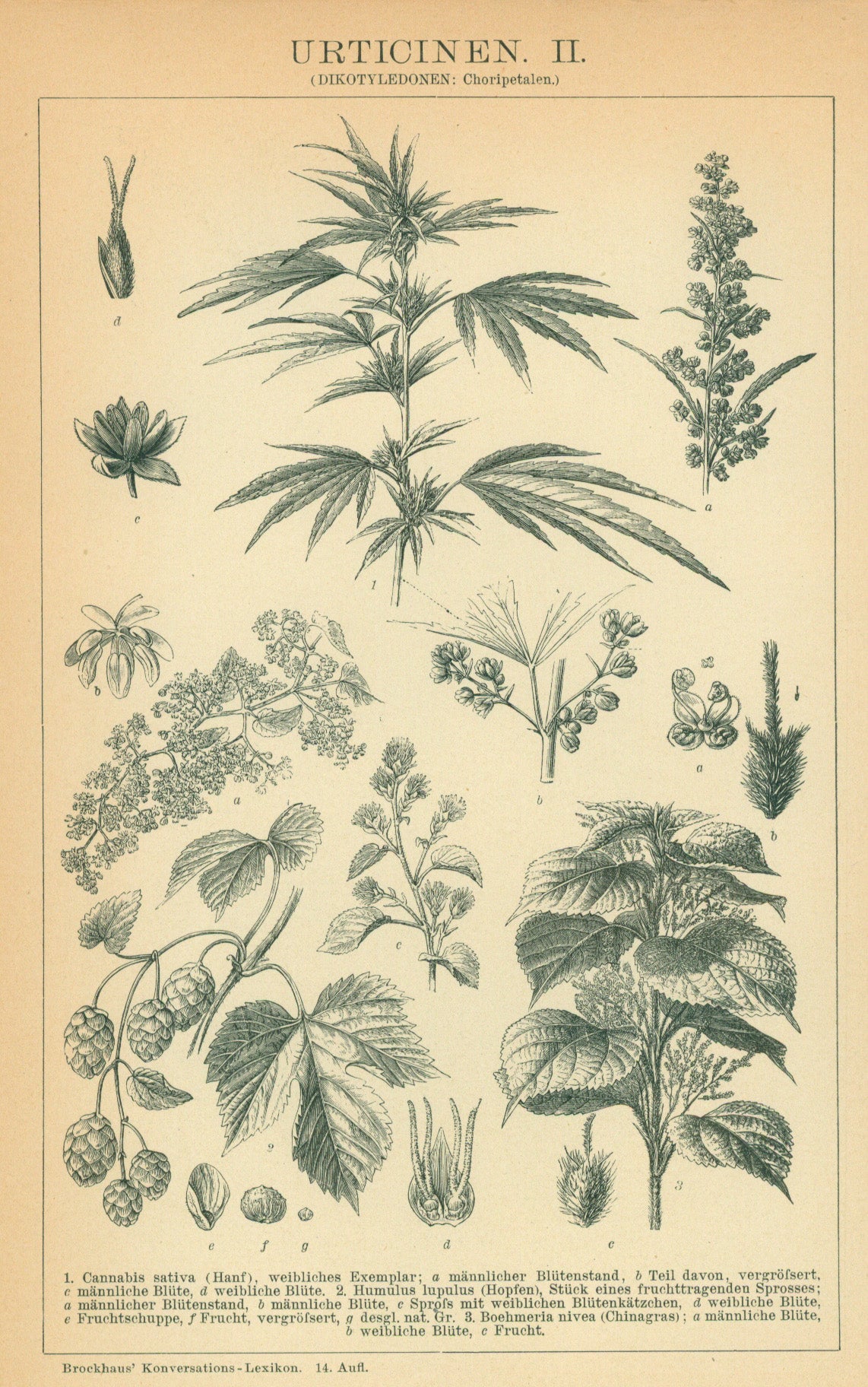 Cannabis- Antique Engraving - Authentic Vintage Poster