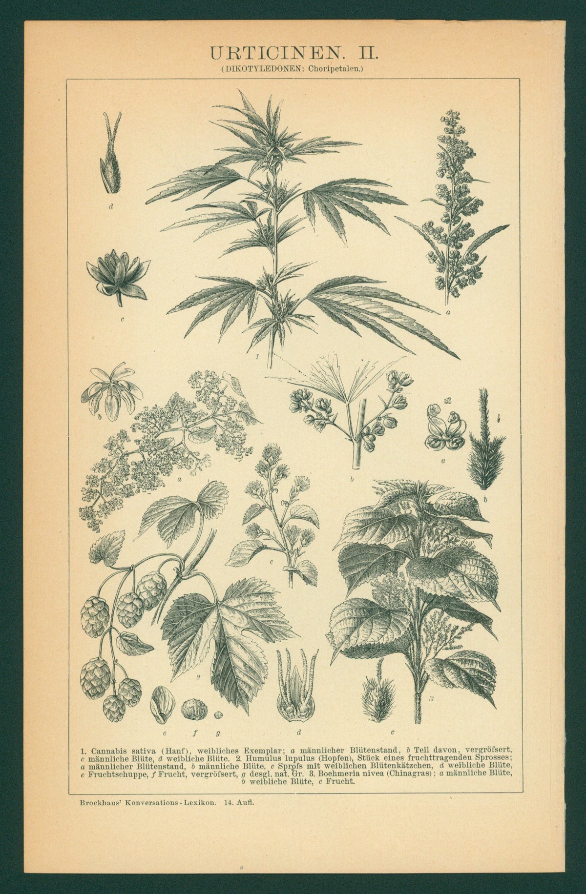 Cannabis- Antique Engraving - Authentic Vintage Poster