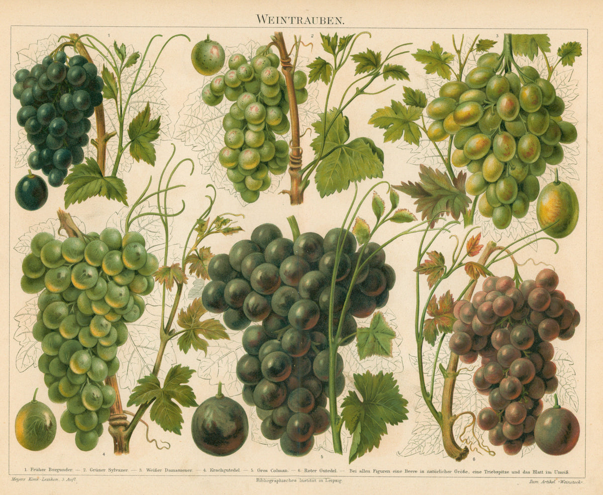 Wine Grapes- Antique Chromolithograph - Authentic Vintage Antique Print