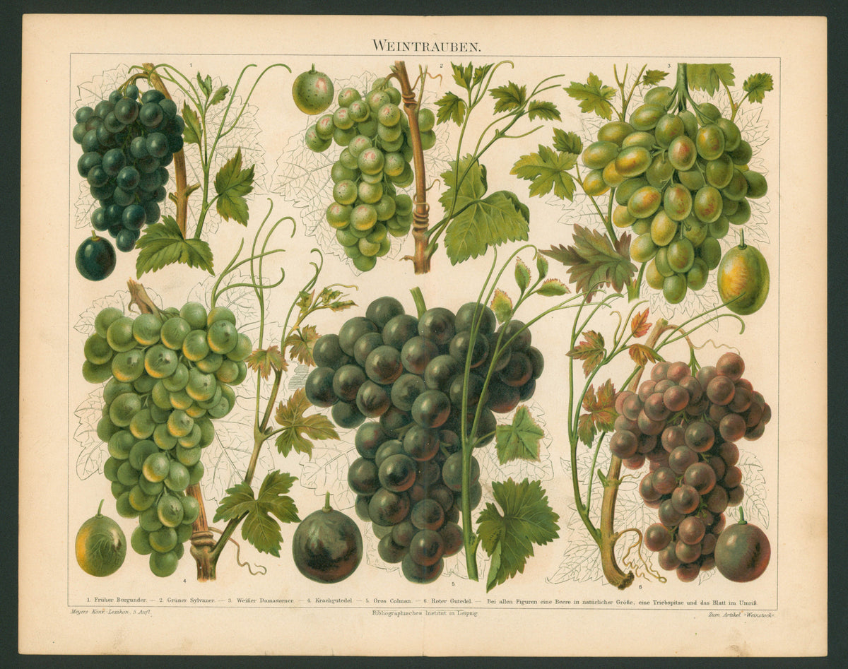 Wine Grapes- Antique Chromolithograph - Authentic Vintage Antique Print