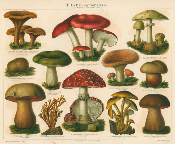 Poisonous Mushrooms- Antique Chromolithograph - Authentic Vintage Antique Print