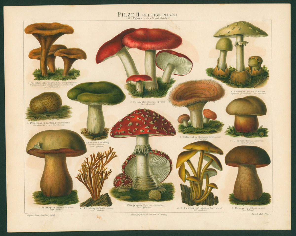 Poisonous Mushrooms- Antique Chromolithograph - Authentic Vintage Past Sale