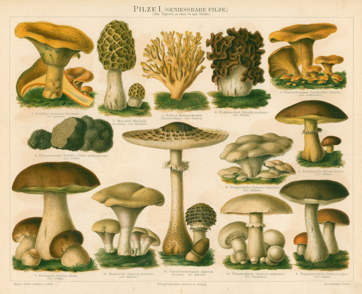 Edible Mushrooms- Antique Chromolithograph - Authentic Vintage Poster