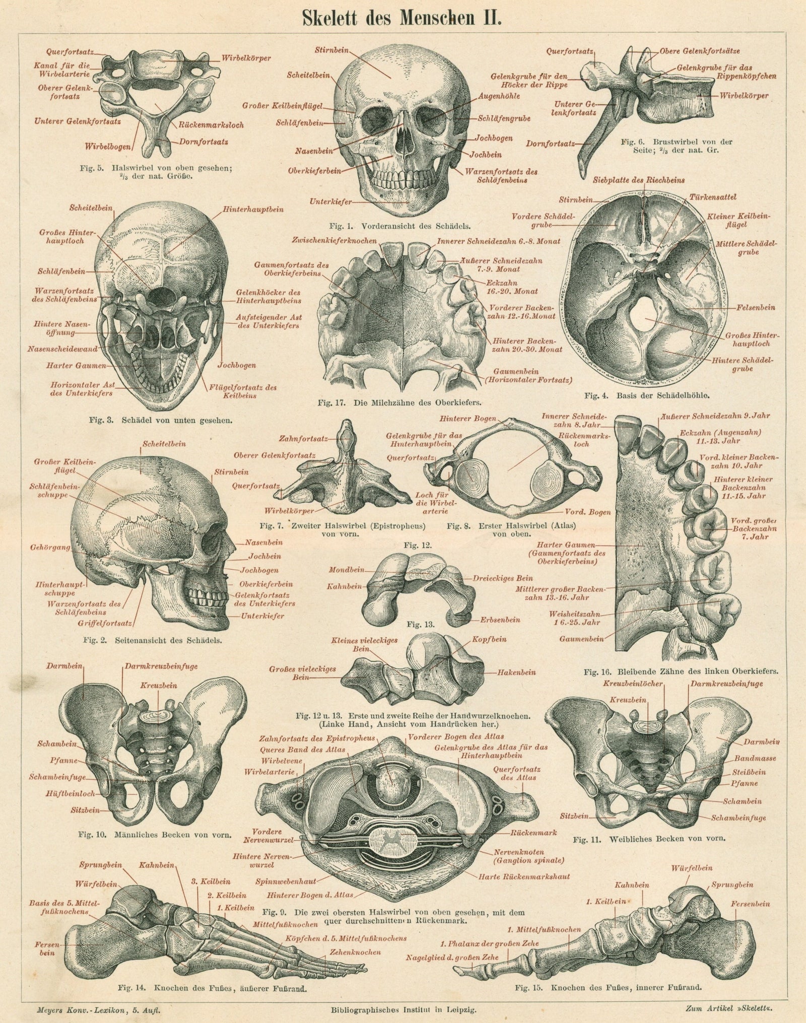Human Skeleton, Anatomy- Antique Chromolithograph - Authentic Vintage Antique Print