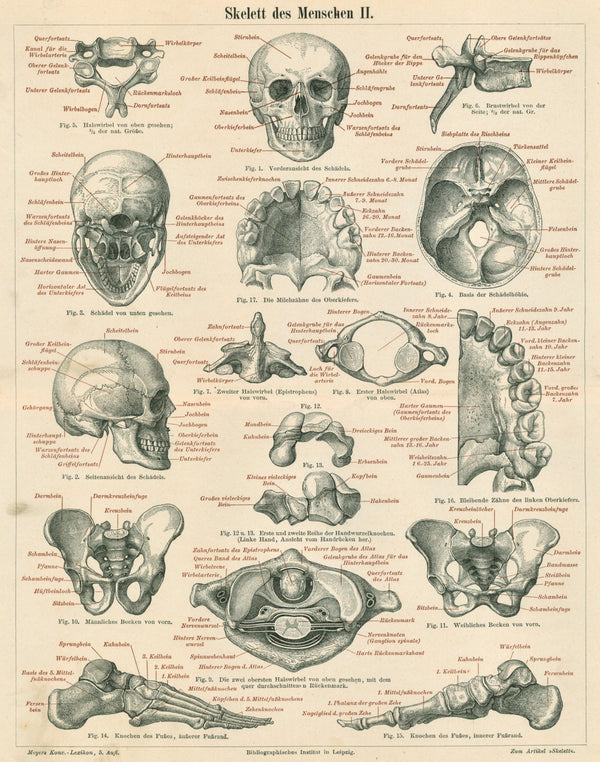 Human Skeleton, Anatomy- Antique Chromolithograph - Authentic Vintage Antique Print