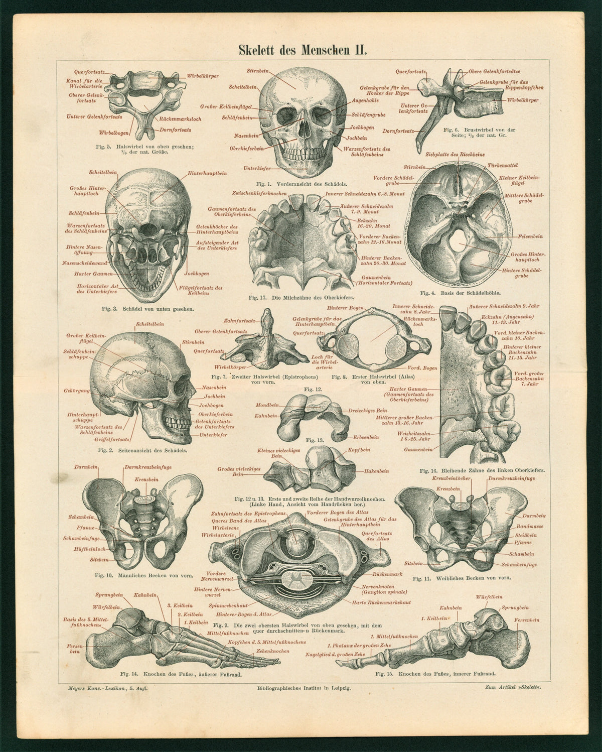 Human Skeleton, Anatomy- Antique Chromolithograph - Authentic Vintage Antique Print