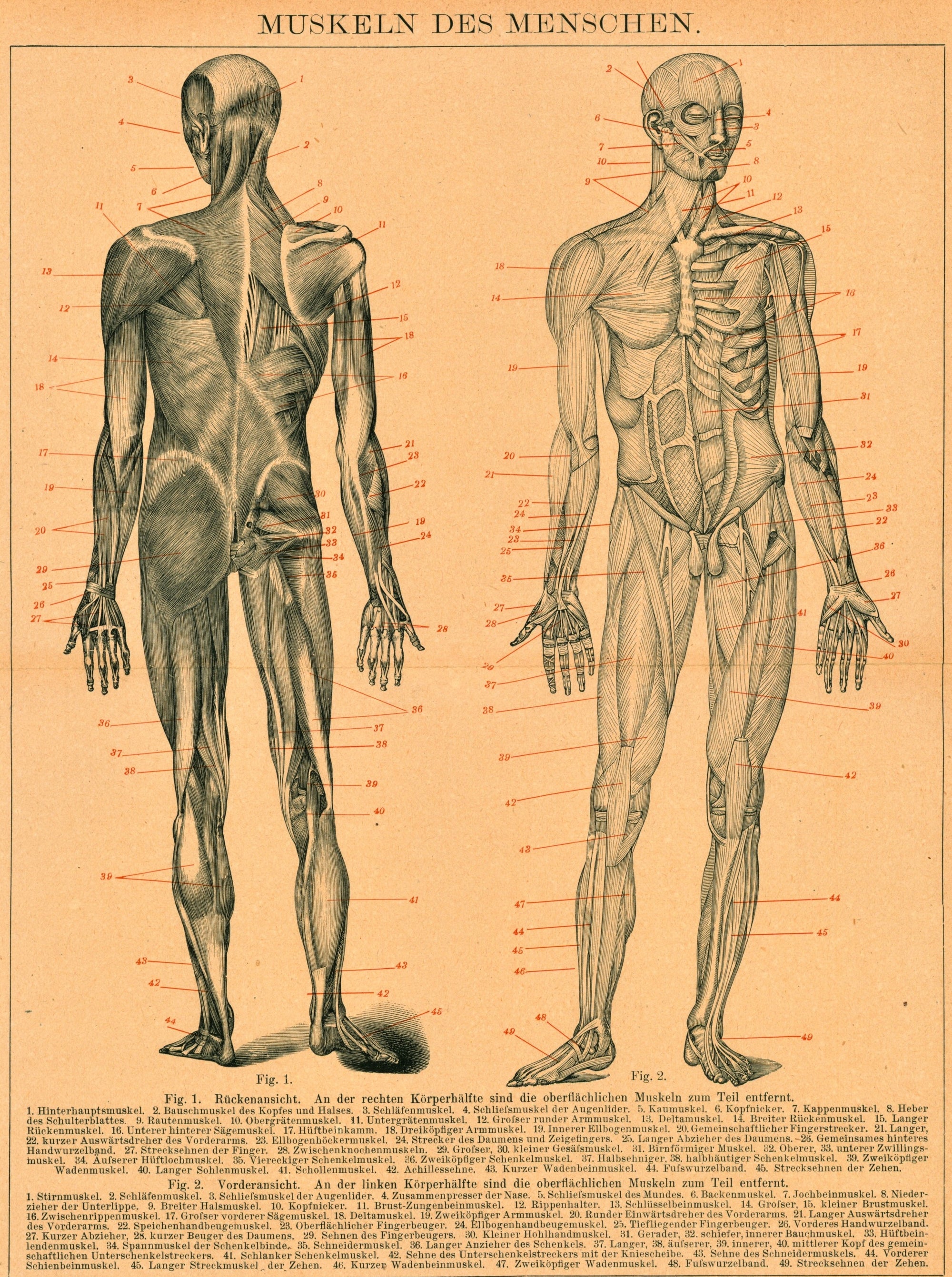 Human Muscular System, Anatomy- Steel Engraving - Authentic Vintage Antique Print