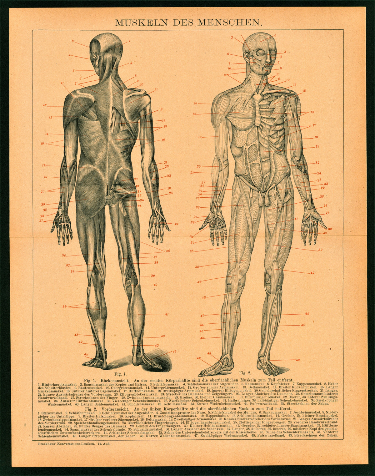 Human Muscular System, Anatomy- Steel Engraving - Authentic Vintage Antique Print