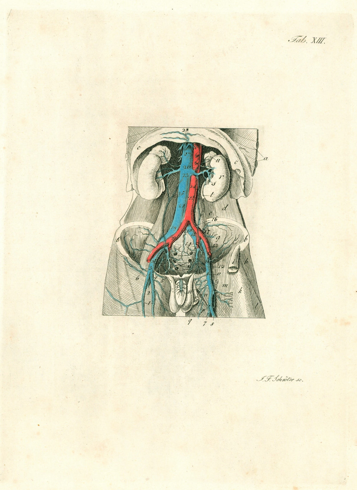 Anatomy, Veins &amp; Circulation, Hand Colored Engraving - Authentic Vintage Antique Print