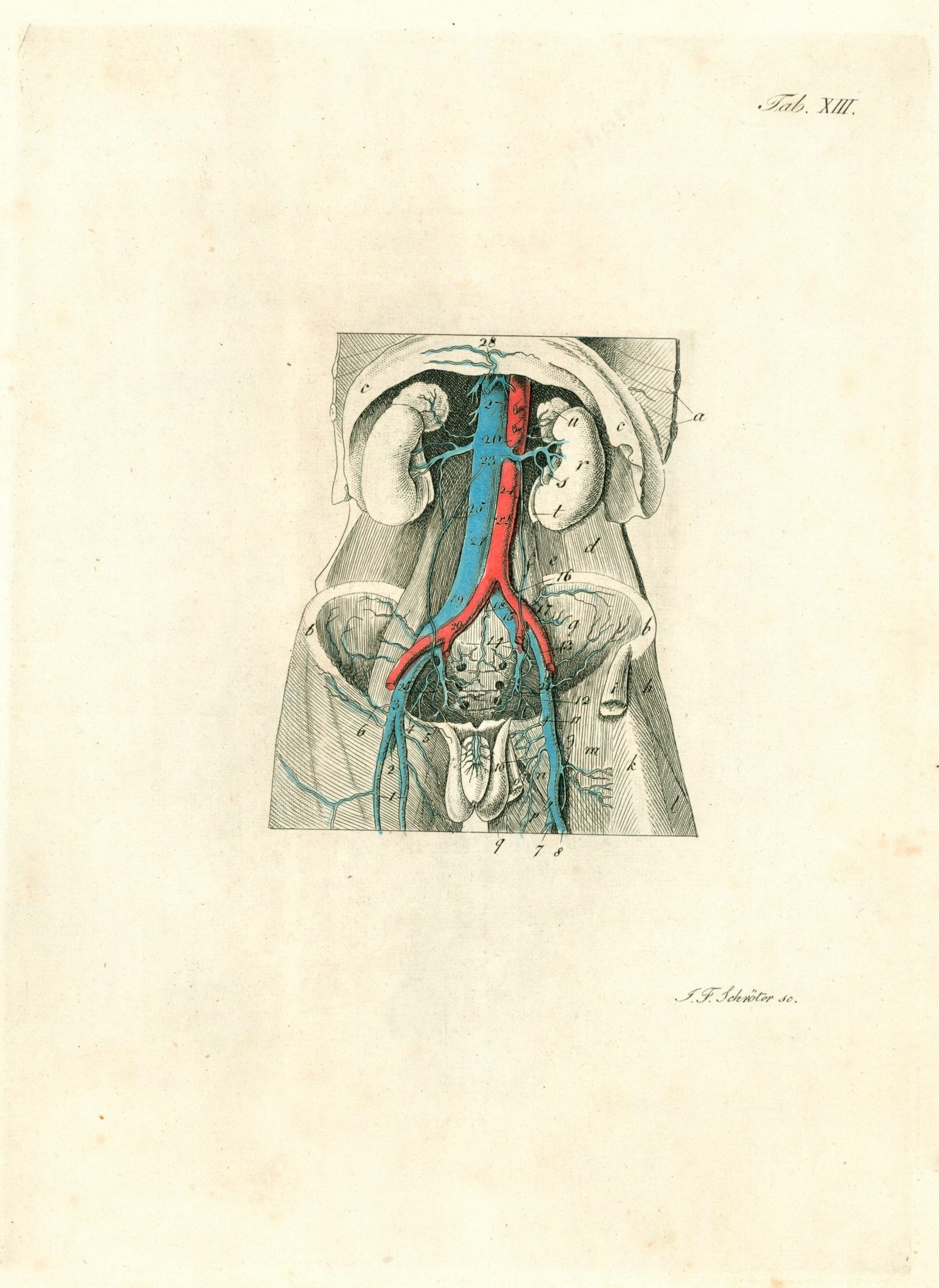 Anatomy, Veins & Circulation, Hand Colored Engraving - Authentic Vintage Antique Print