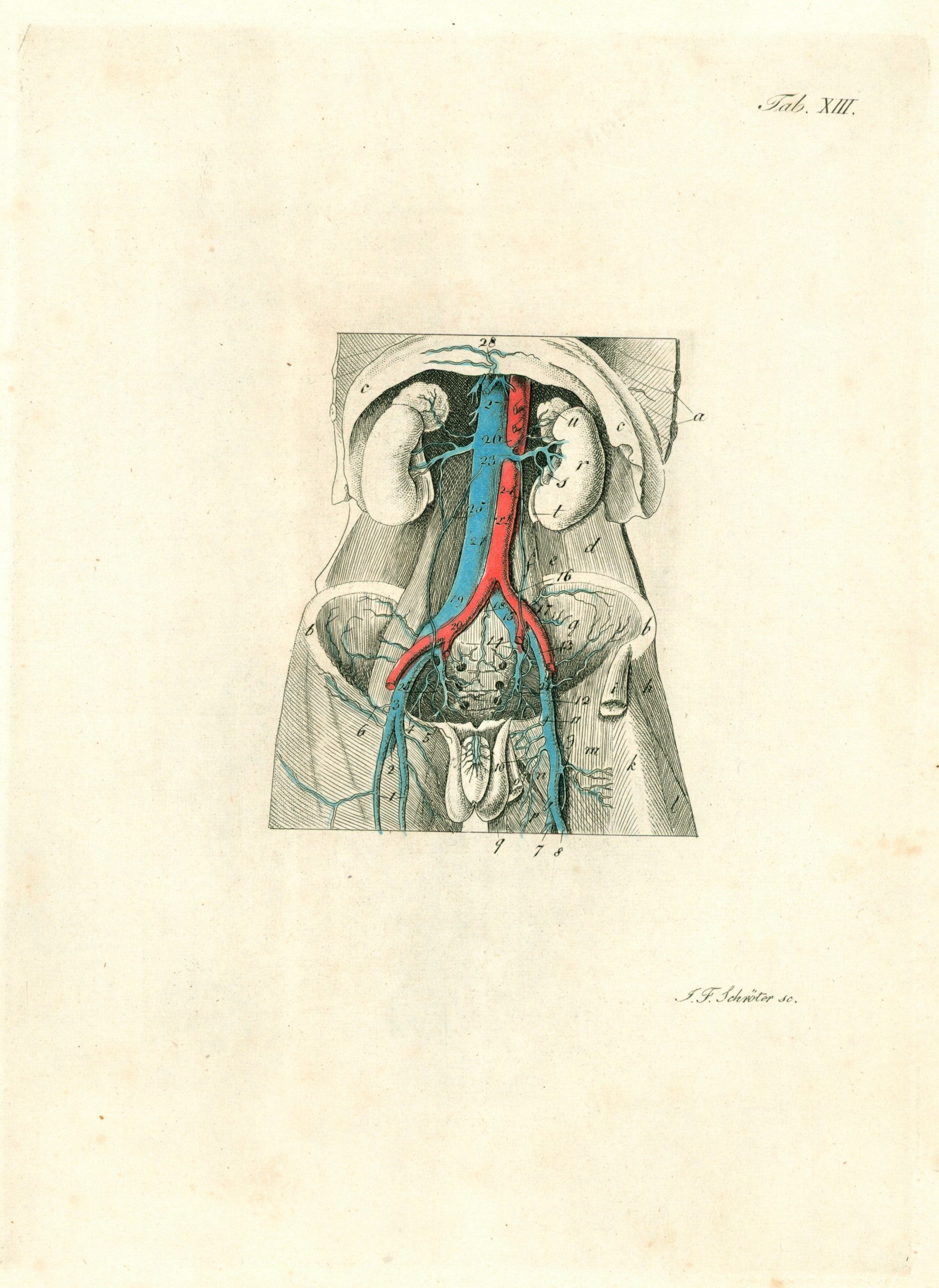 Anatomy, Veins & Circulation, Hand Colored Engraving - Authentic Vintage Antique Print