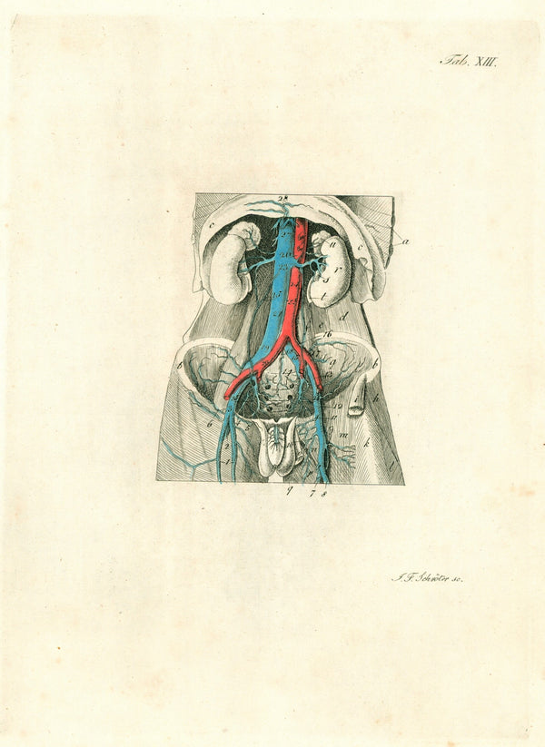 Anatomy, Veins & Circulation, Hand Colored Engraving - Authentic Vintage Antique Print