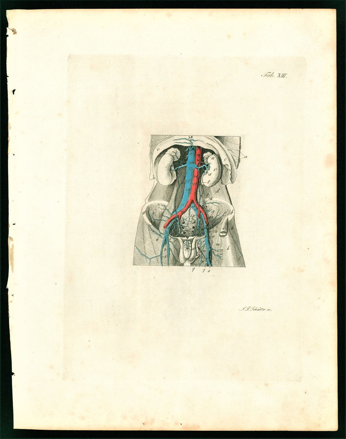 Anatomy, Veins &amp; Circulation, Hand Colored Engraving - Authentic Vintage Antique Print