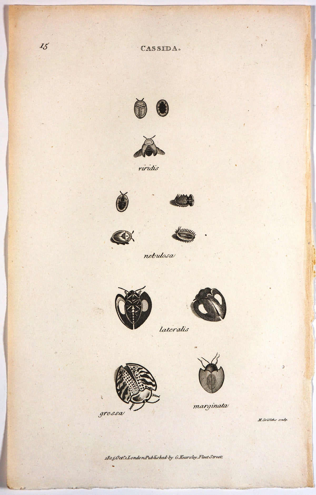 Cassida Beetle, Antique Engraving (1805) - Authentic Vintage Antique Print