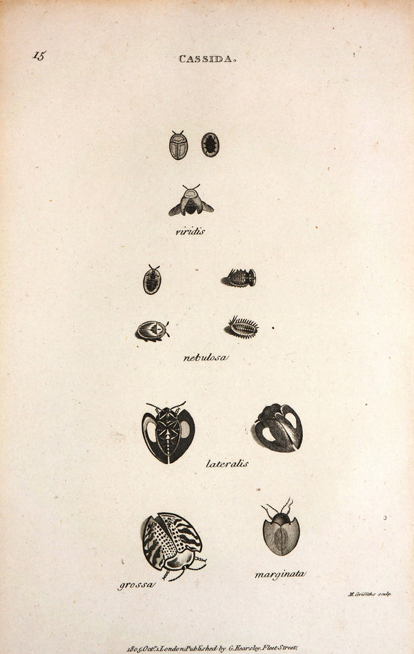 Cassida Beetle, Antique Engraving  - Original Antique Print: