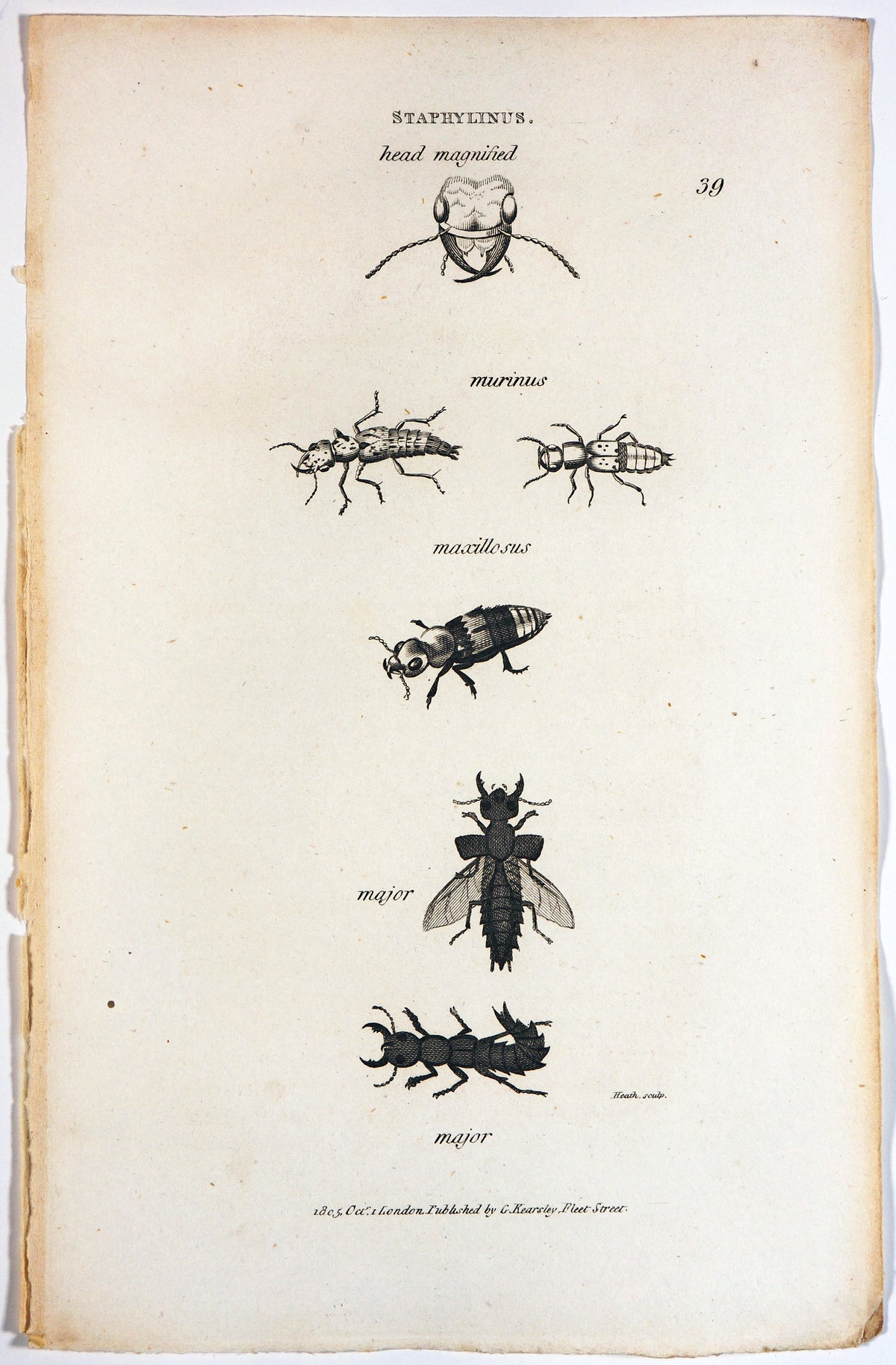 Rove Beetles, Antique Engraving (1805) - Authentic Vintage Antique Print