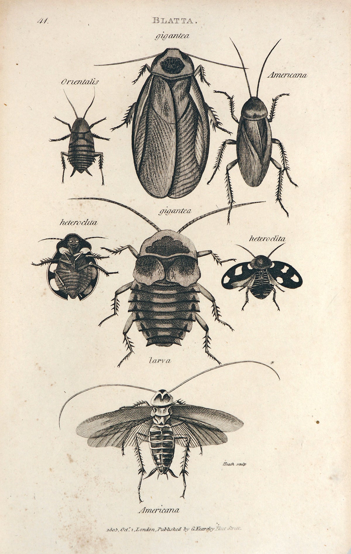 Beetles, Antique Engraving - Authentic Vintage Antique Print