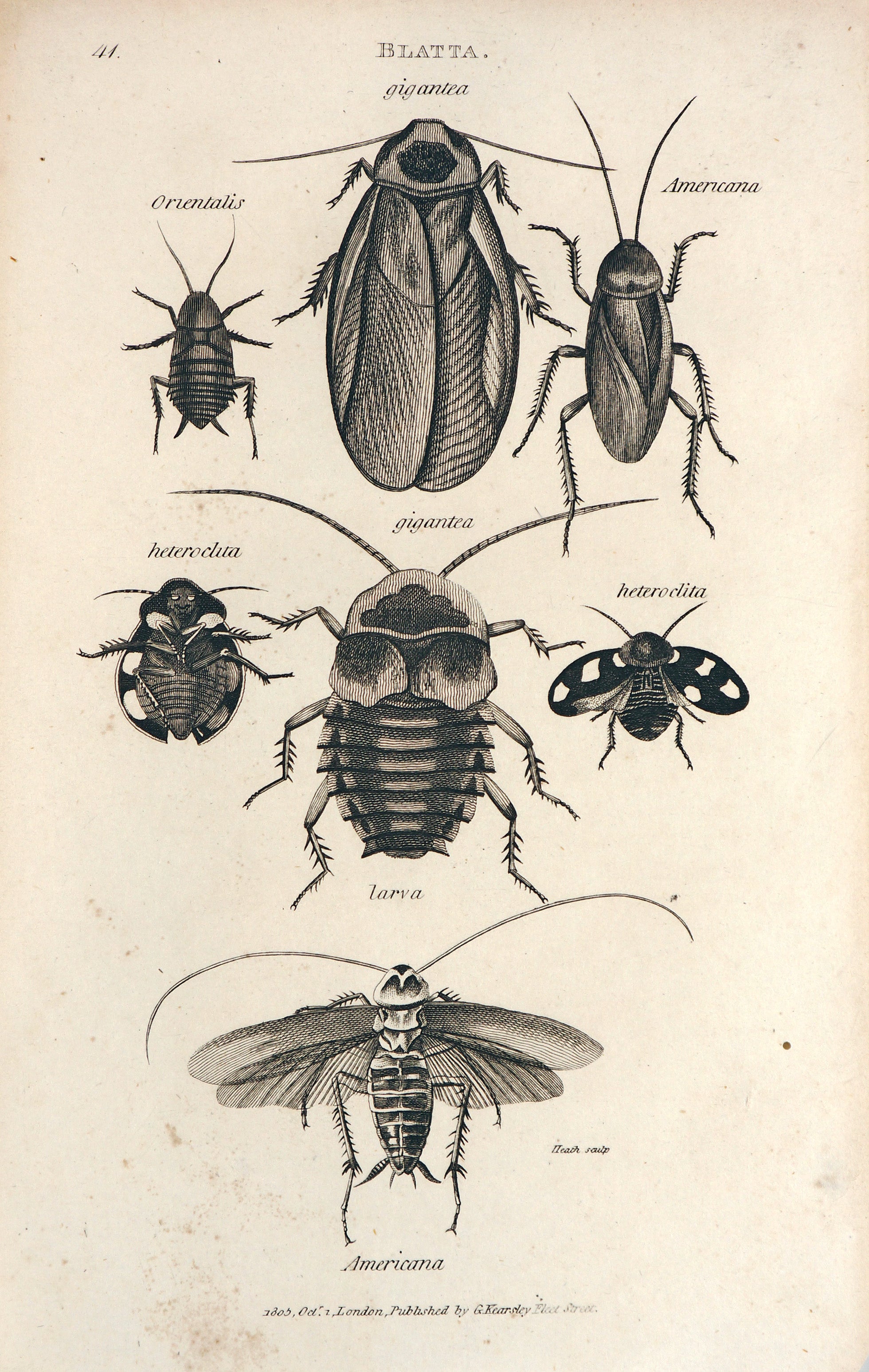 Beetles, Antique Engraving - Authentic Vintage Antique Print