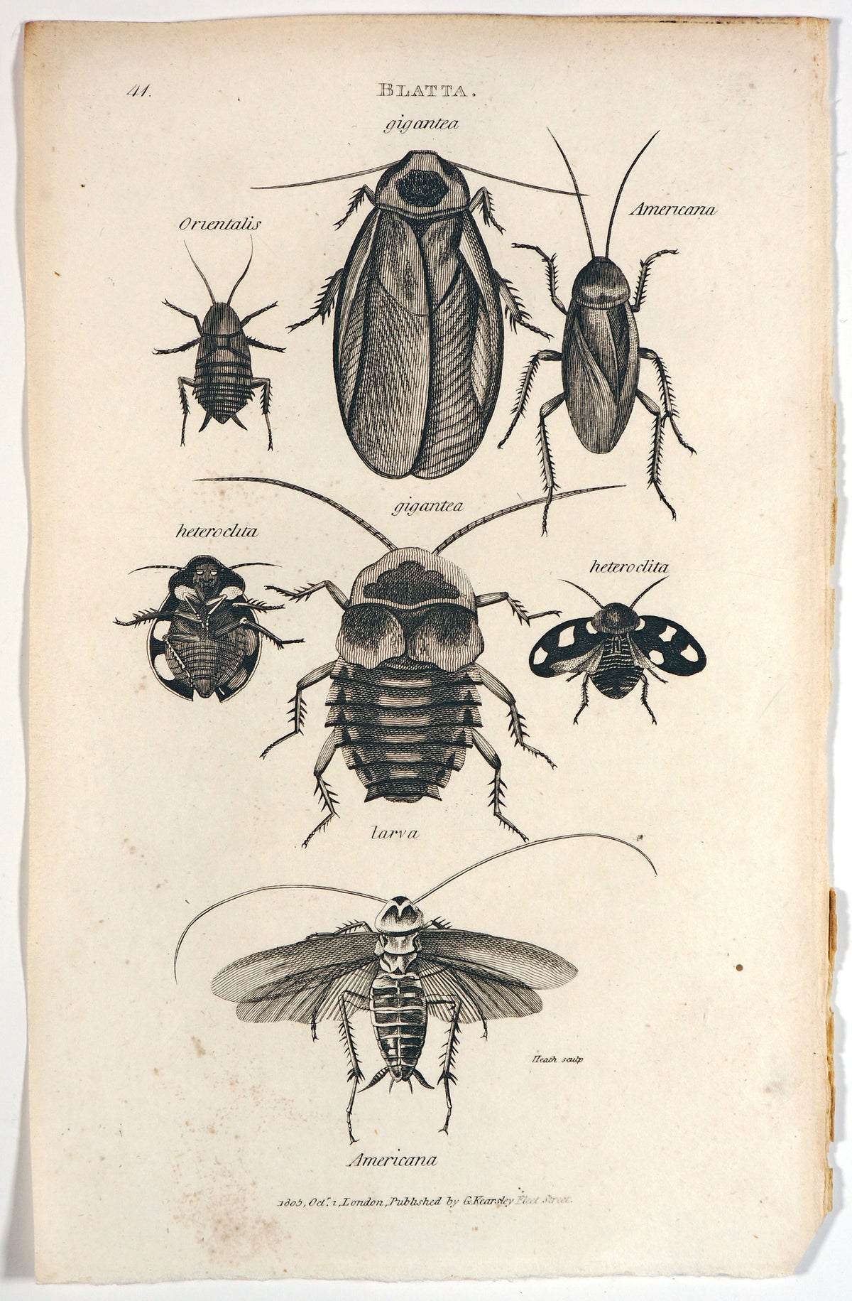 Beetles, Antique Engraving - Authentic Vintage Antique Print