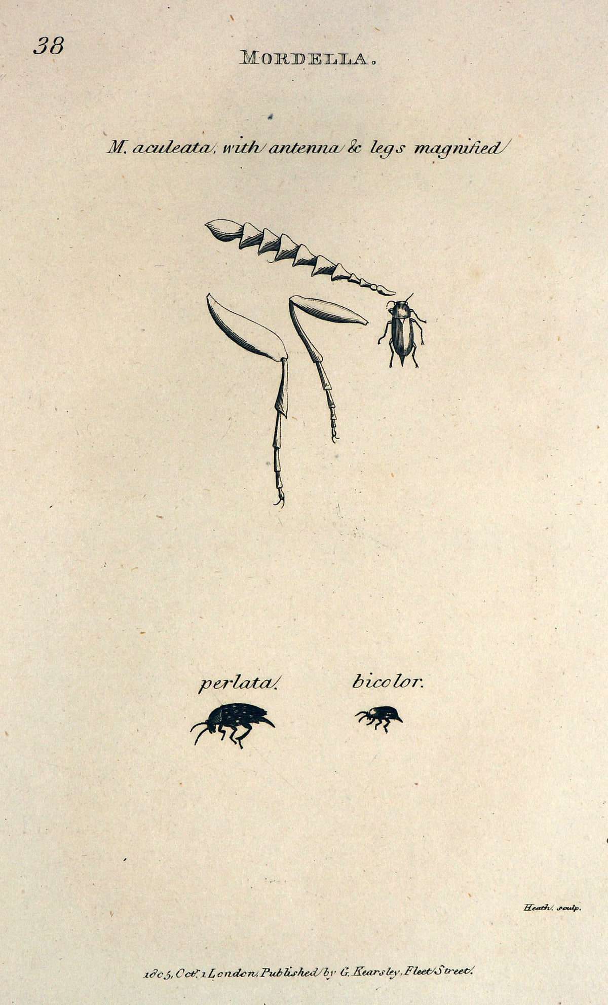 Entemology - Authentic Vintage Antique Print