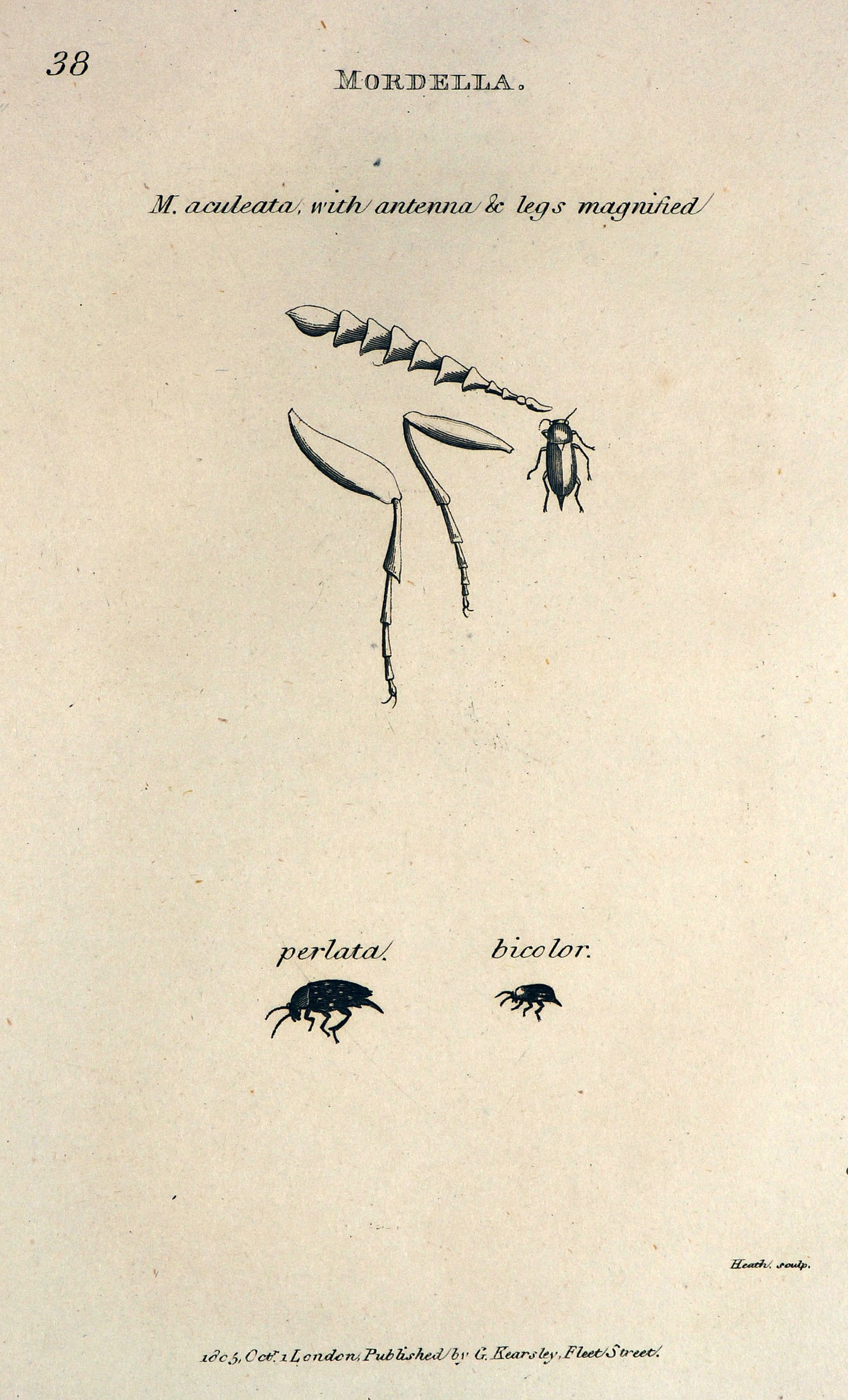 Entemology - Authentic Vintage Antique Print