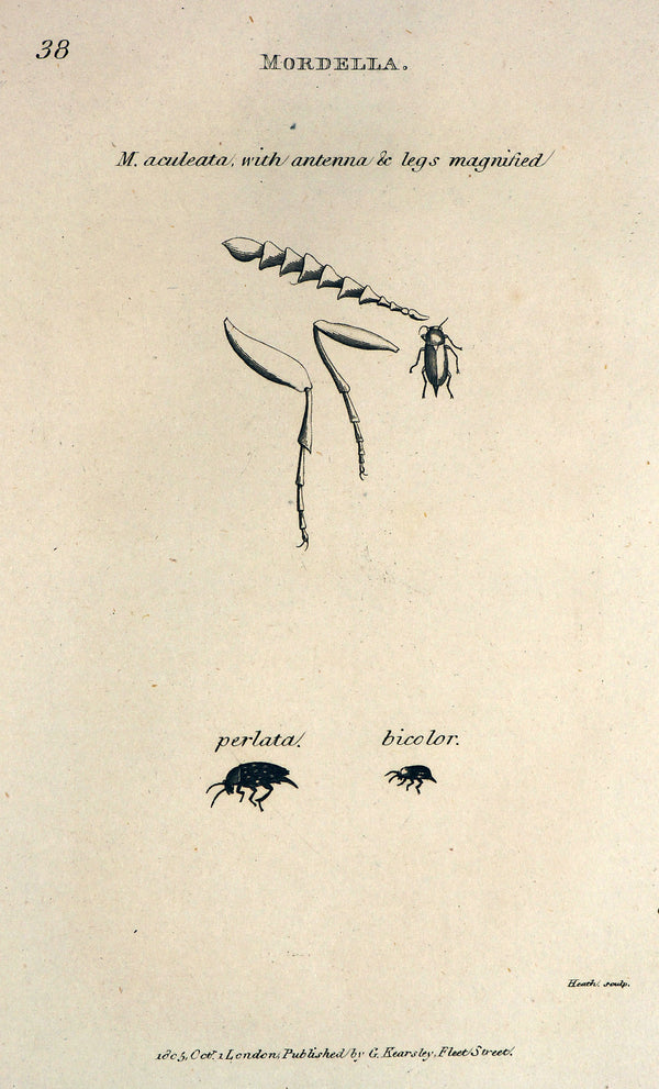 Entemology - Authentic Vintage Antique Print