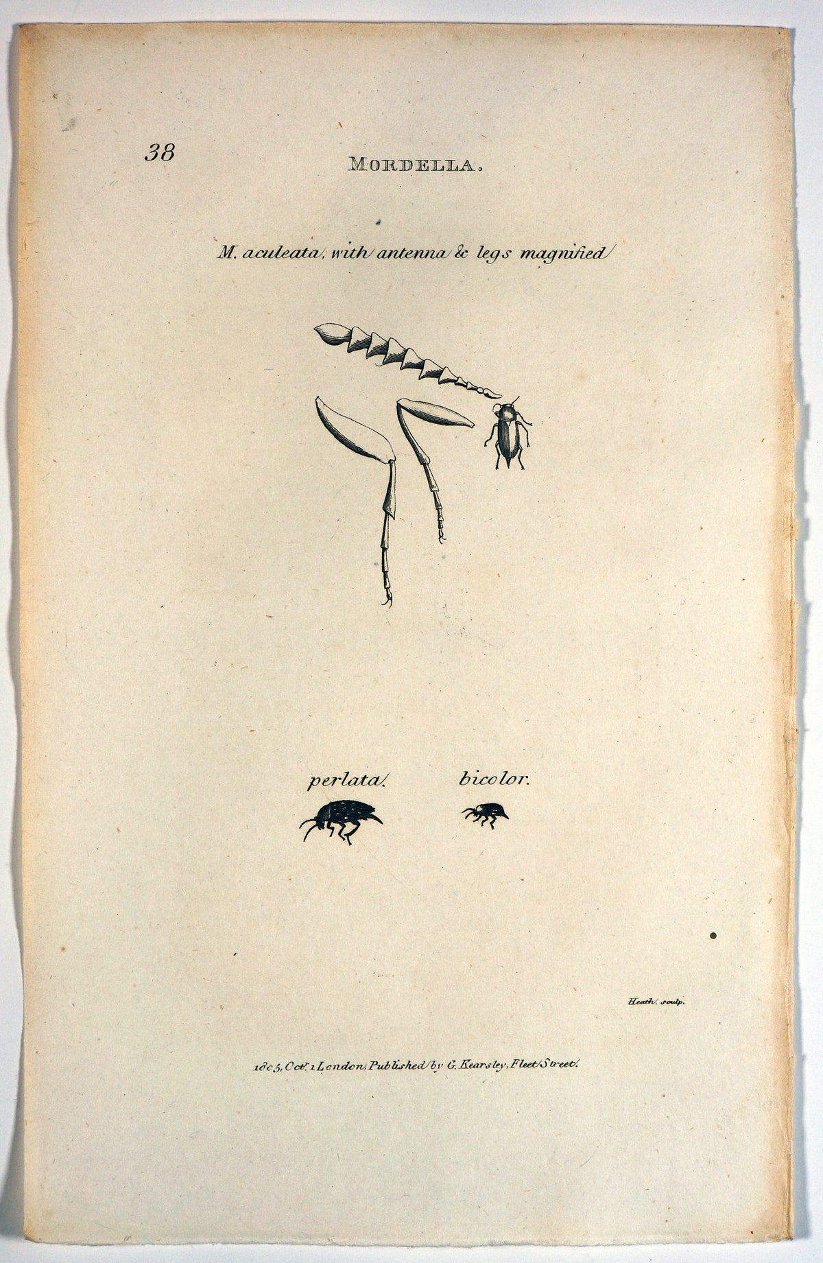 Entemology - Authentic Vintage Antique Print