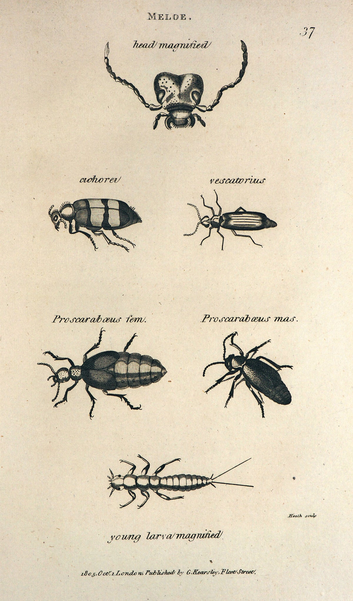 Oil Beetles, Meloe - Authentic Vintage Antique Print
