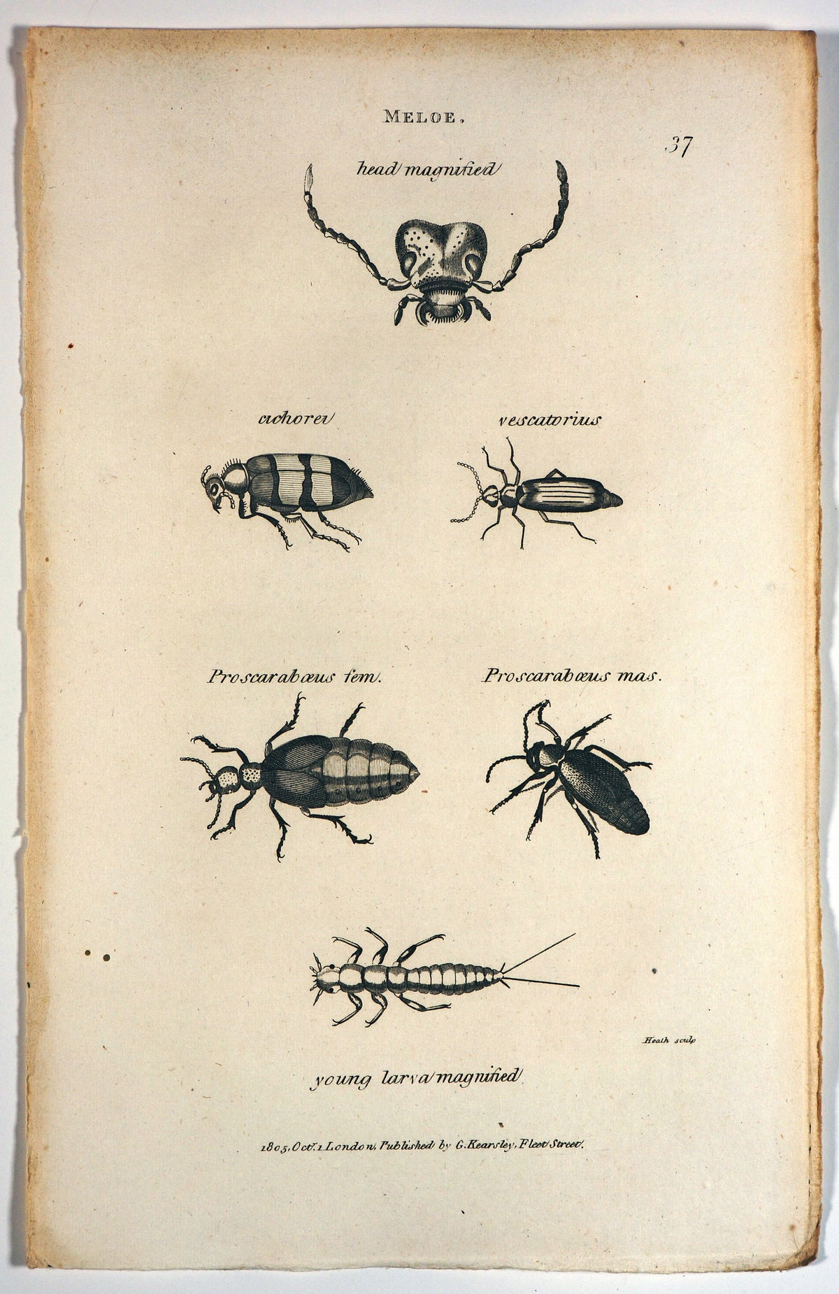 Oil Beetles, Meloe - Authentic Vintage Antique Print