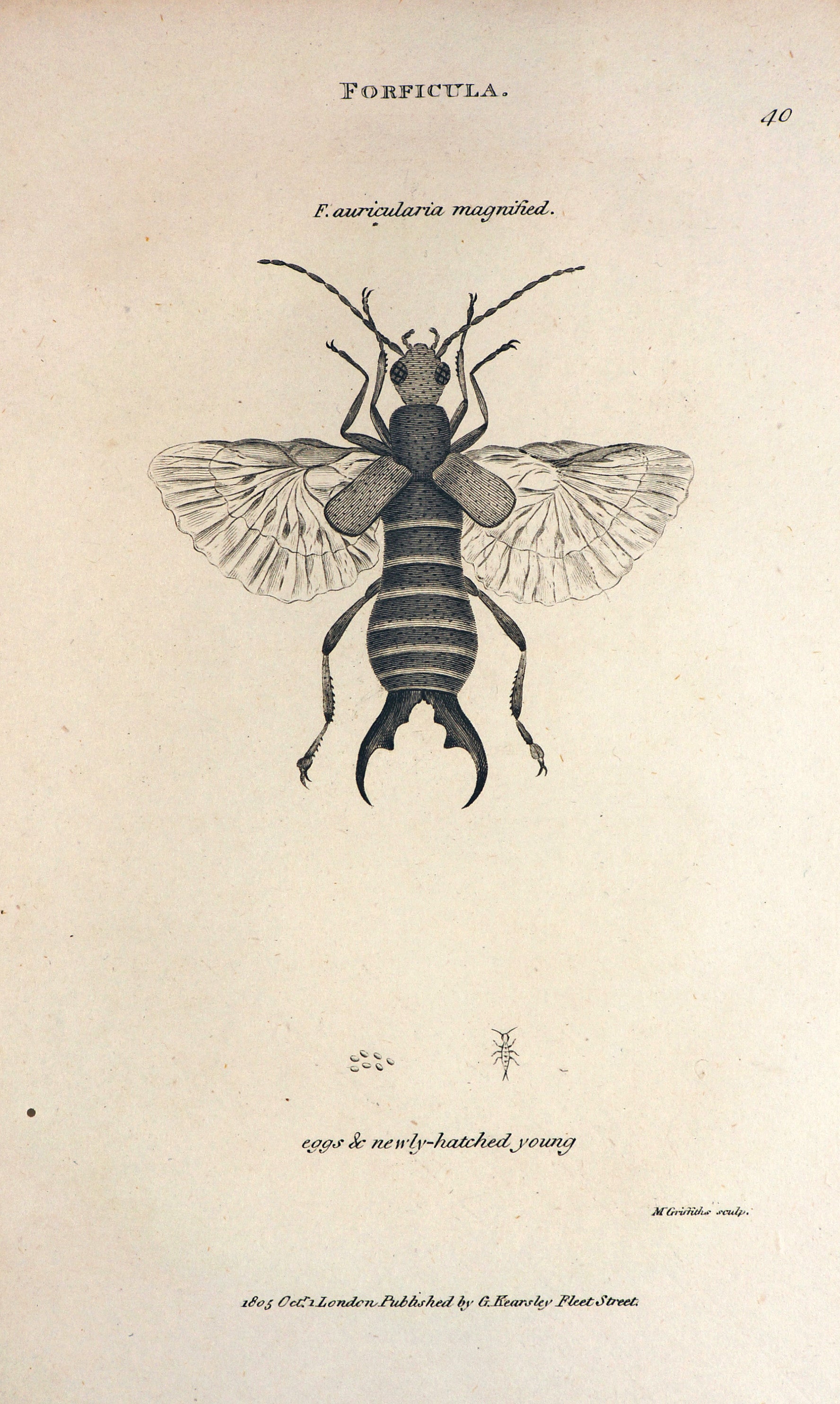 Forficula Auricularia, Earwig Antique Engraving - Authentic Vintage Antique Print