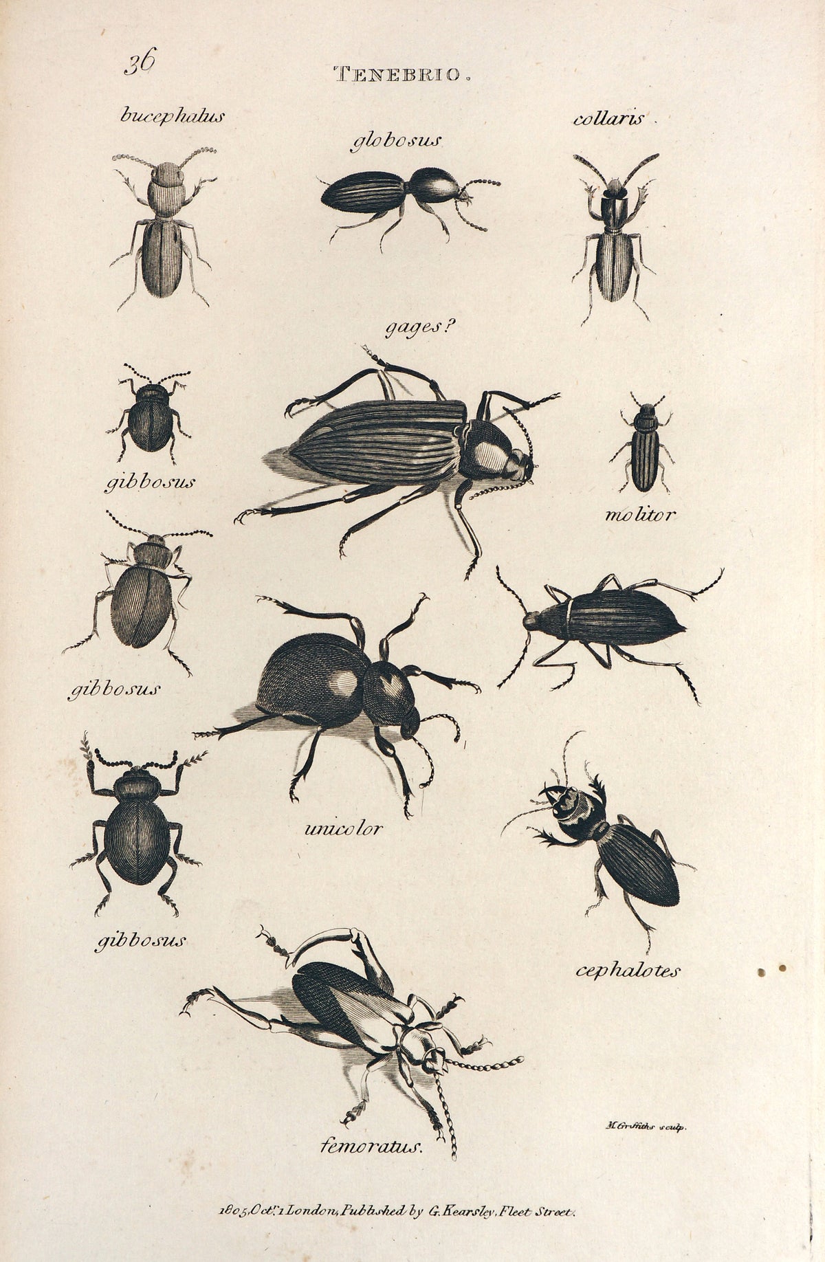 Darkling Beetles, Tenebrio - Authentic Vintage Antique Print