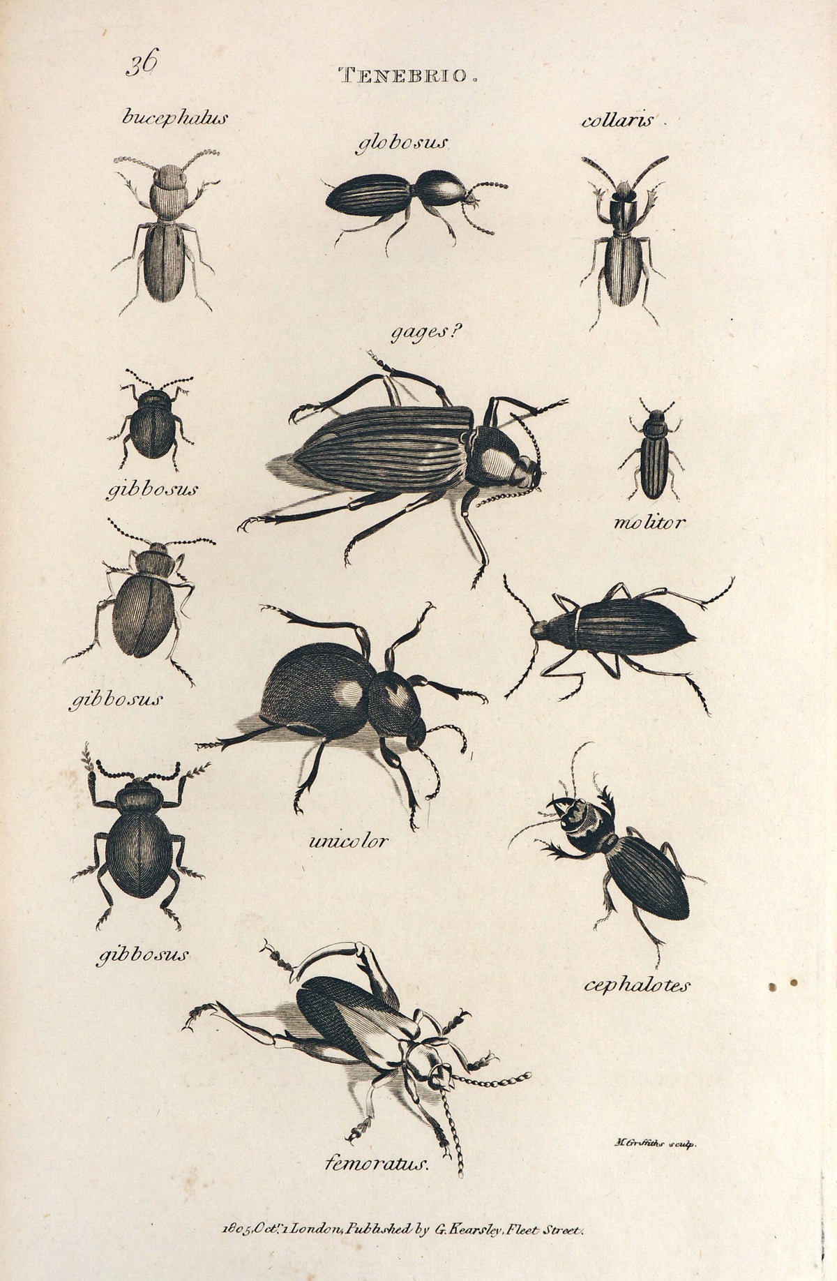 Darkling Beetles, Tenebrio - Authentic Vintage Antique Print