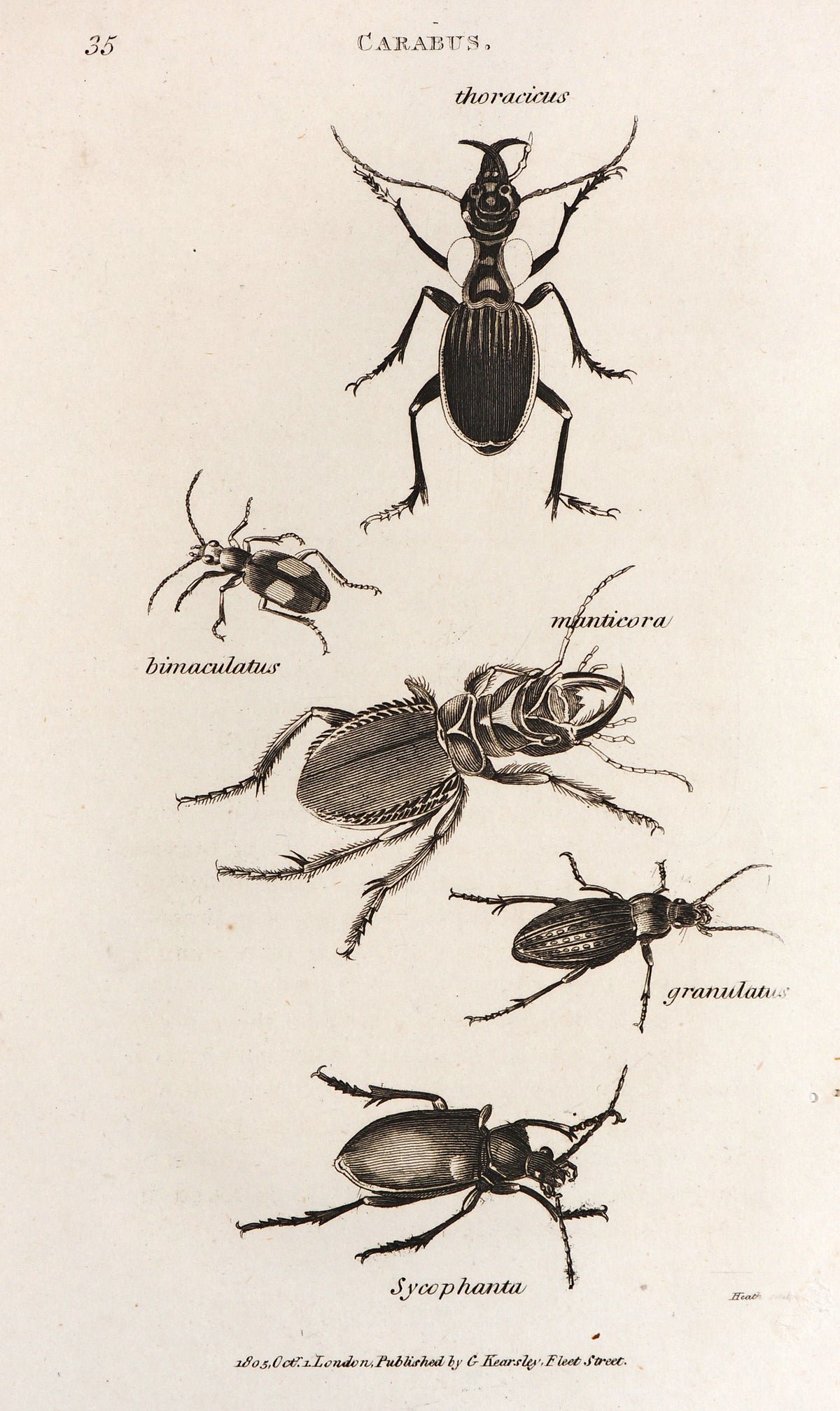 Carabus Beetle - Authentic Vintage Antique Print