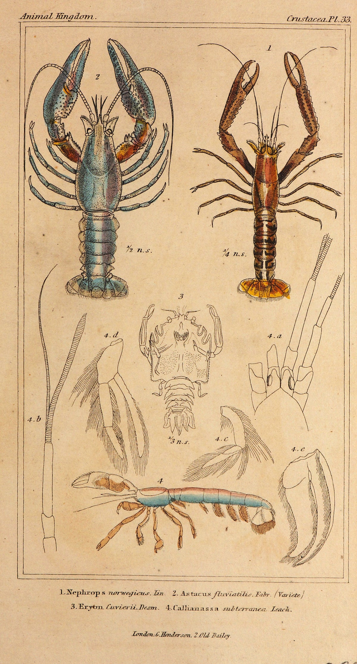 Lobsters &amp; Crabs, Hand Colored Engraving (1837) - Authentic Vintage Antique Print