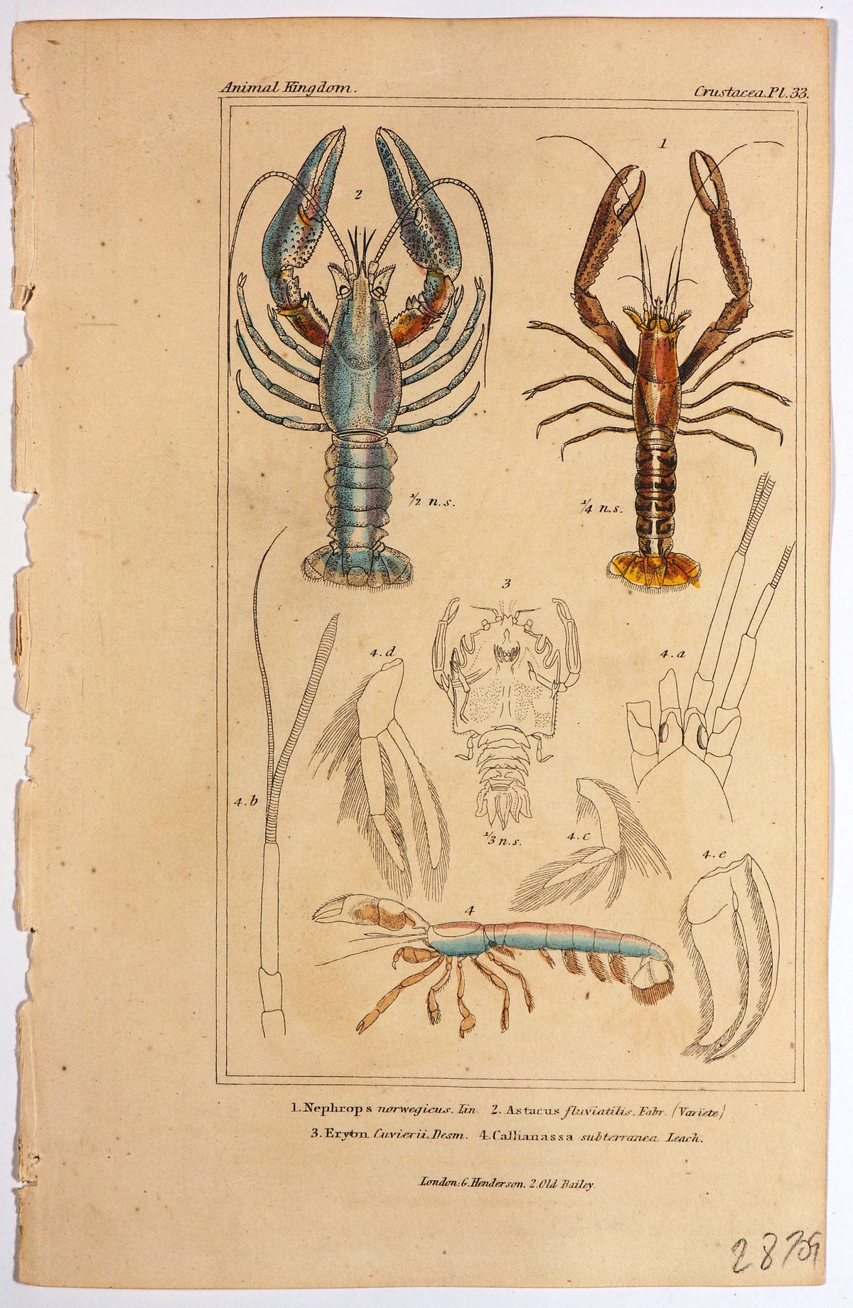 Lobsters &amp; Crabs, Hand Colored Engraving (1837) - Authentic Vintage Antique Print