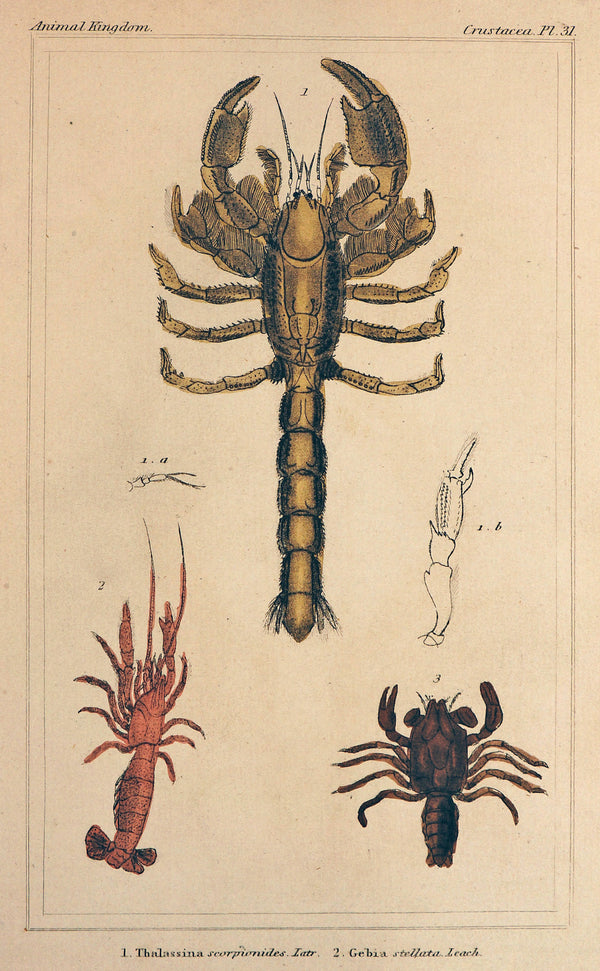 Lobsters, Hand Colored Engraving - Authentic Vintage Antique Print
