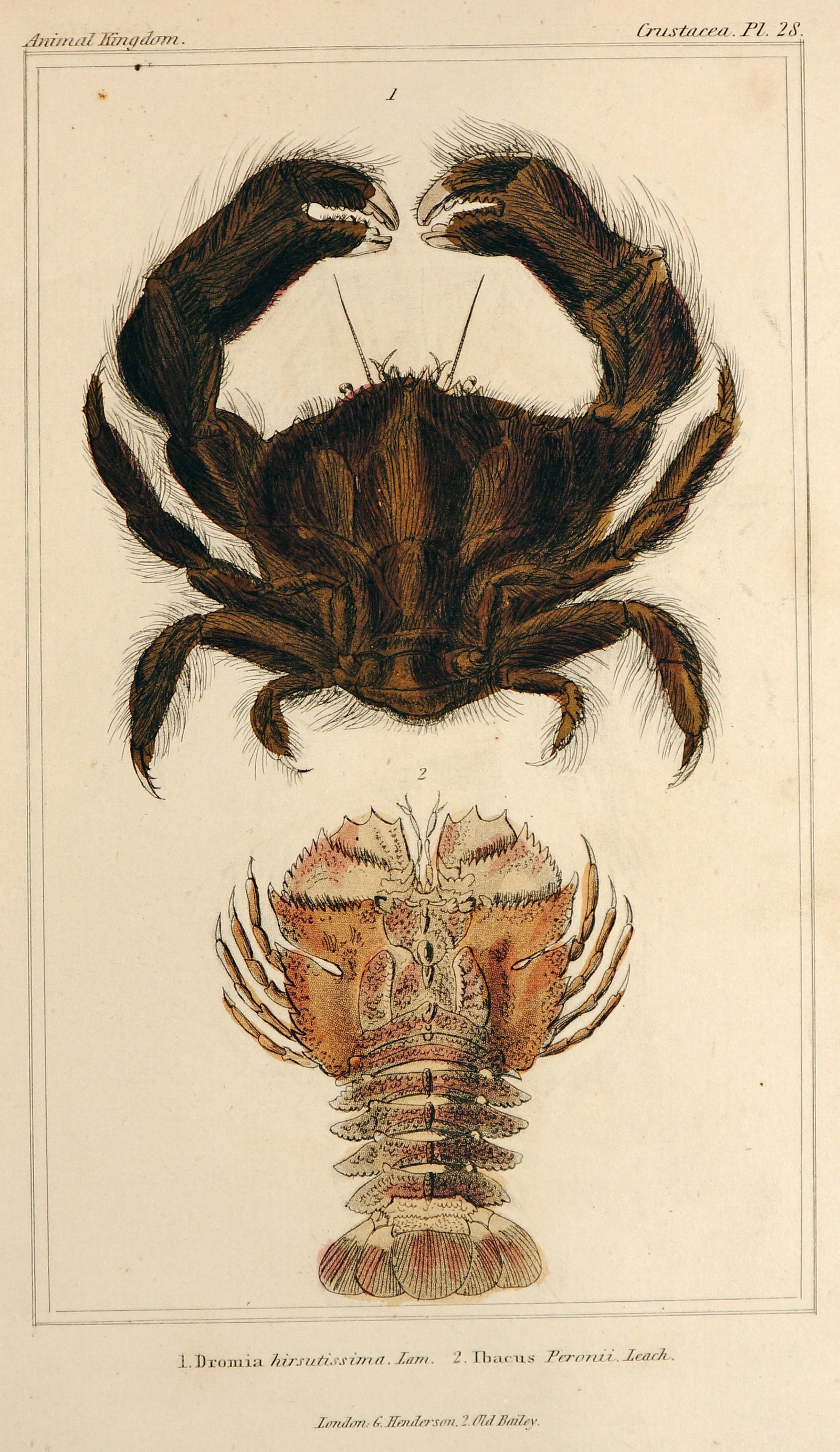 Crabs & Lobster, Antique Engraving - Authentic Vintage Antique Print