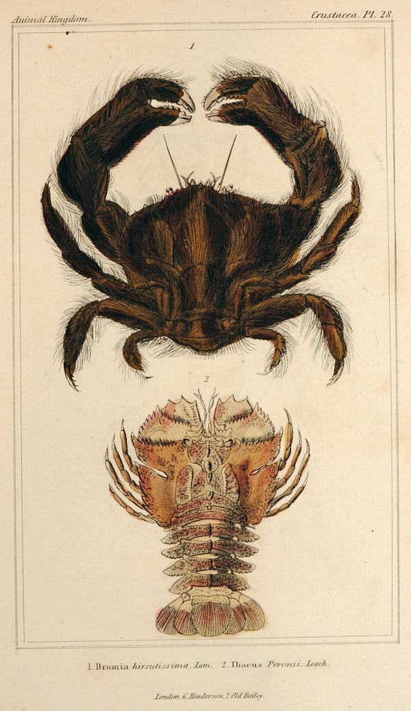 Crabs & Lobster, Antique Engraving - Authentic Vintage Antique Print