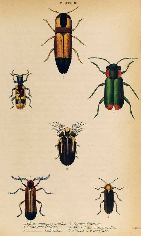 Firefly Beetles, Coleoptera, Hand-Colored Antique Print - Authentic Vintage Poster