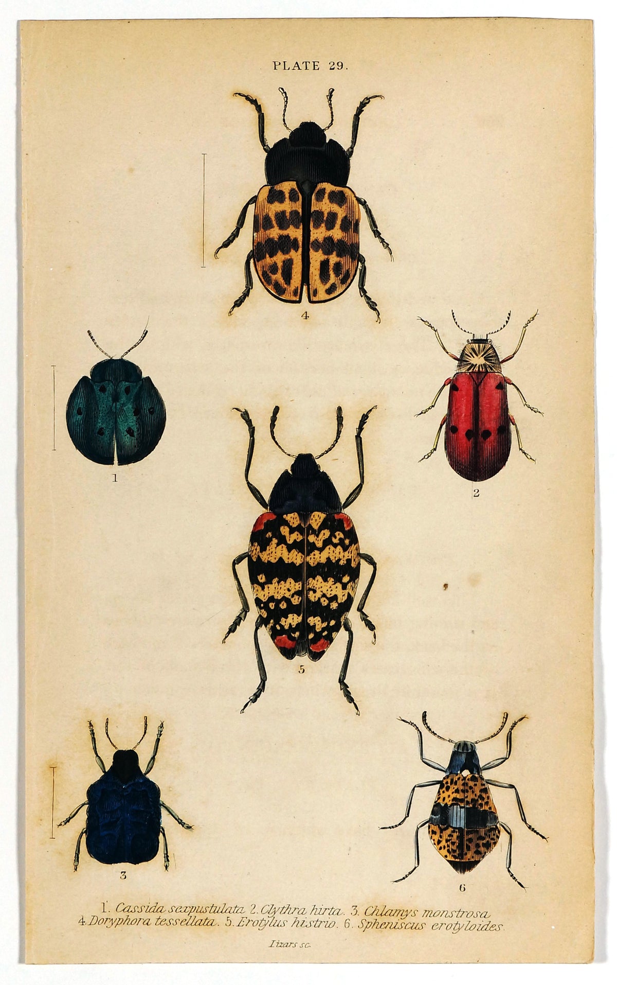 Fungus Beetles, Coleoptera, Hand-Colored Antique Print - Authentic Vintage Antique Print