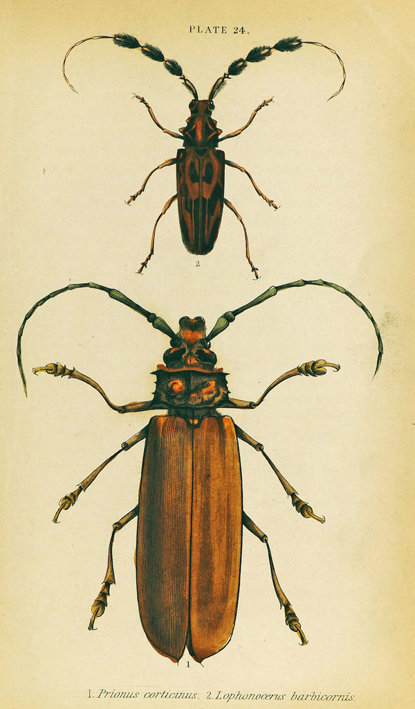 Prionus Longhorn Beetles, Hand Colored Antique Print - Authentic Vintage Antique Print
