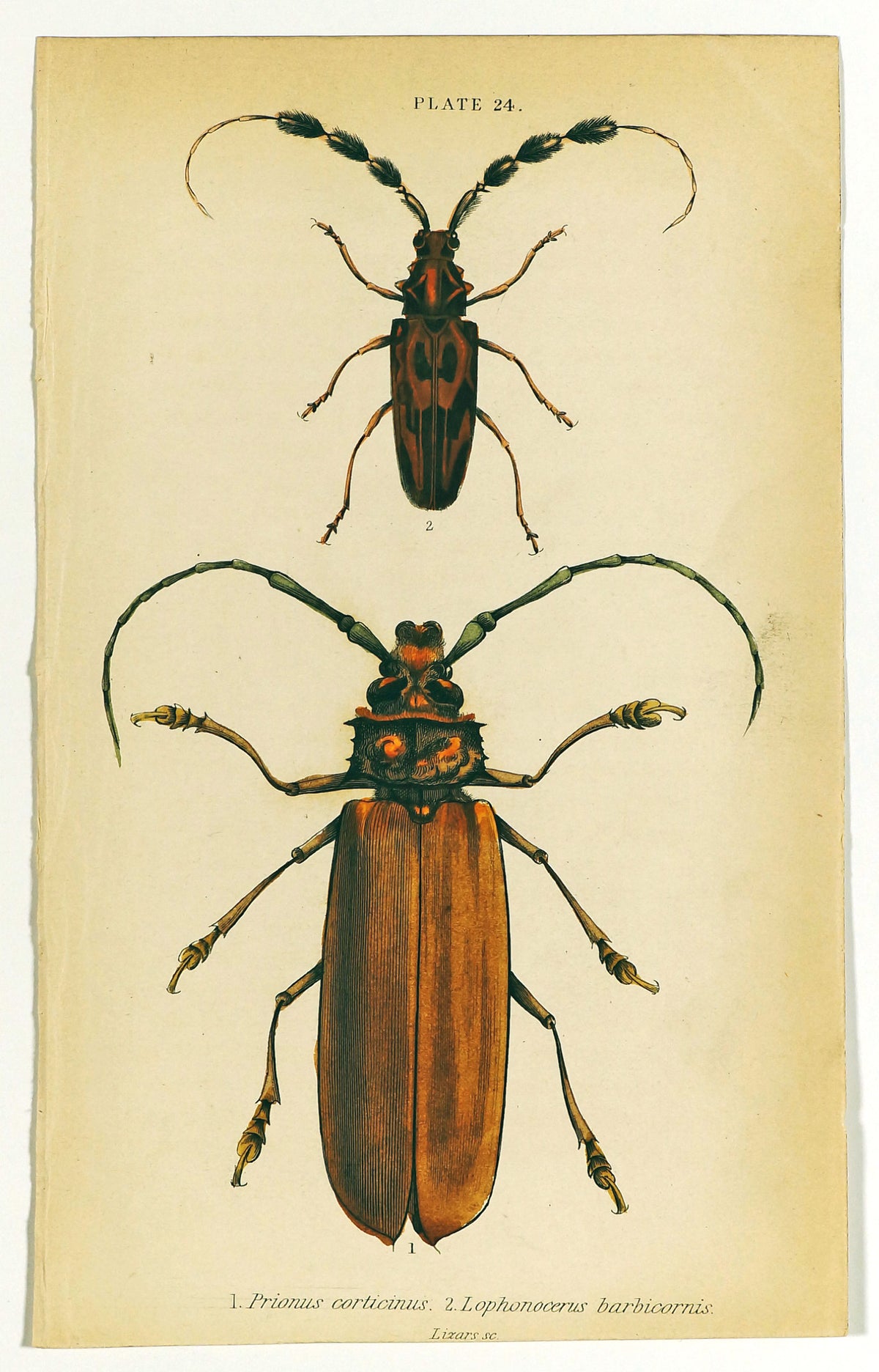 Prionus Longhorn Beetles, Hand Colored Antique Print - Authentic Vintage Past Sale