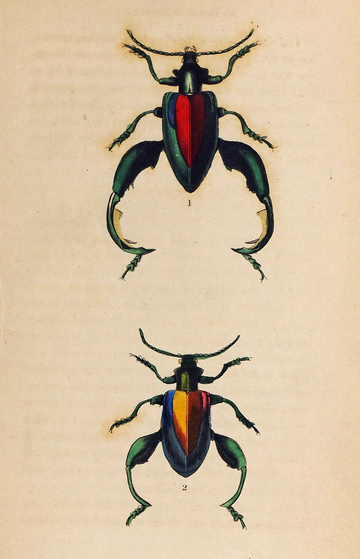 Sagra Buqueti Beetles, Hand-Colored Antique Print - Authentic Vintage Poster
