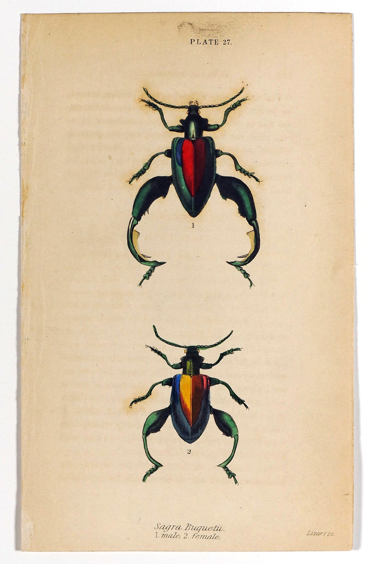 Sagra Buqueti Beetles, Hand-Colored Antique Print - Authentic Vintage Poster